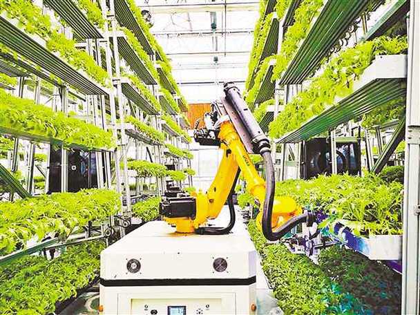 "叶菜工厂"内可移动机器人正在收割叶菜.(重庆市农业科学院供图)
